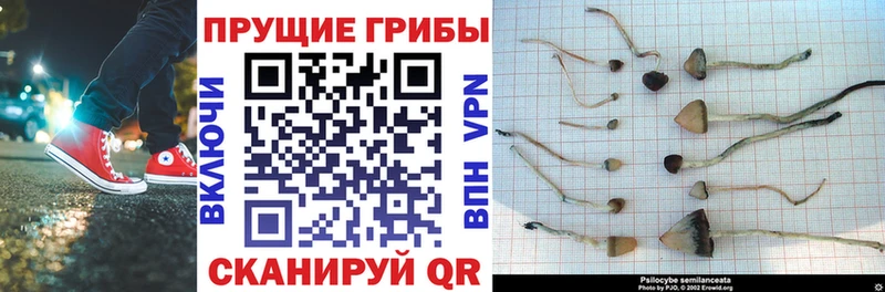 где купить наркотик  Дегтярск  Псилоцибиновые грибы Psilocybine cubensis 